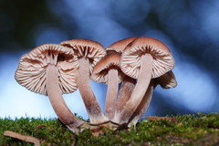 Mycena clarkeana