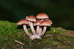 Mycena clarkeana