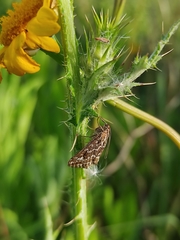 Evergestis frumentalis