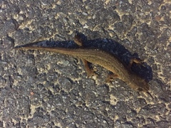 Lissotriton vulgaris