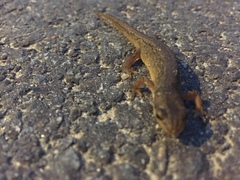 Lissotriton vulgaris