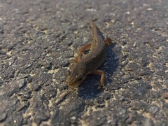 Lissotriton vulgaris