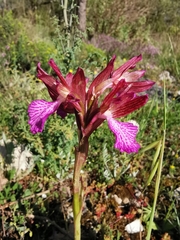 Anacamptis papilionacea grandiflora