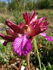 Anacamptis papilionacea grandiflora