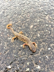 Lissotriton vulgaris