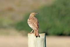 Certhilauda curvirostris brevirostris
