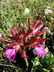 Anacamptis papilionacea grandiflora