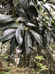 Symplocos wikstroemiifolia