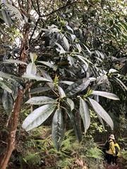 Symplocos wikstroemiifolia