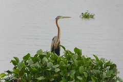Ardea purpurea