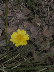 Adonis vernalis