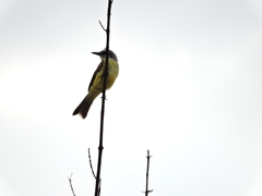 Tyrannus couchii
