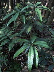 Lithocarpus brevicaudatus