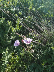 Geranium linearilobum