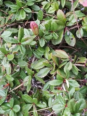 Frangula californica