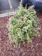 Frangula californica