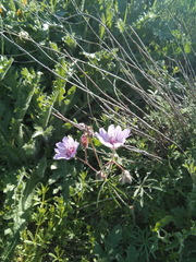 Geranium linearilobum