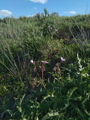Geranium linearilobum