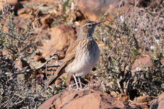 Certhilauda subcoronata