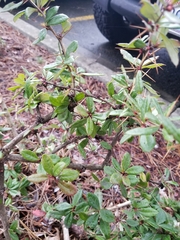 Frangula californica