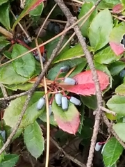 Frangula californica