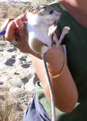 Dipodomys merriami