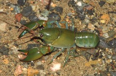 Cherax depressus