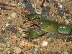 Cherax depressus