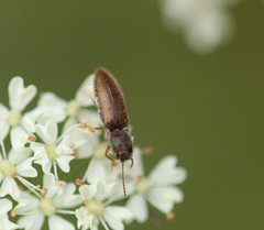 Dalopius marginatus