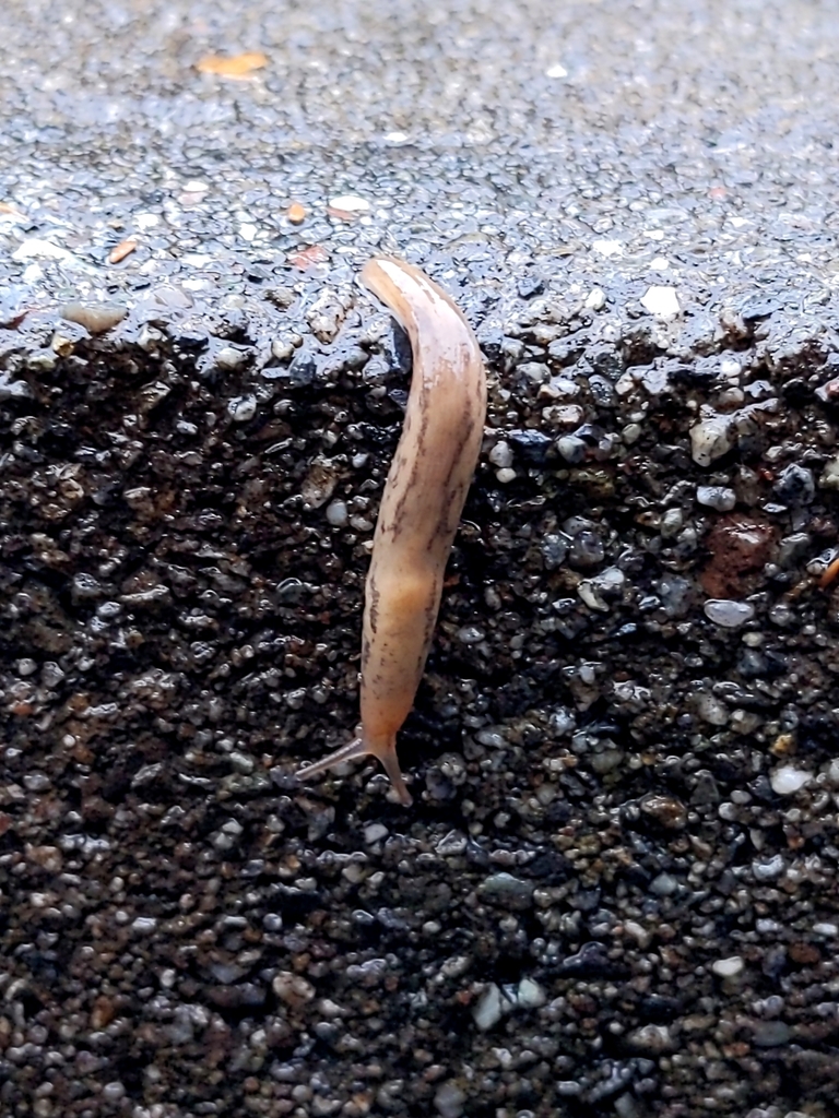 Iberian Threeband Slug