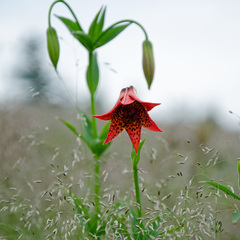 Lilium grayi