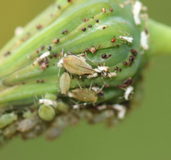 Hyperomyzus lactucae