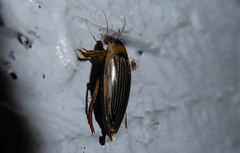 Lancetes lanceolatus