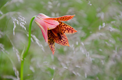 Lilium grayi