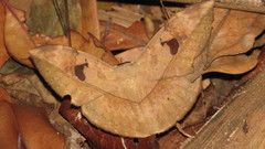 Hypopyra