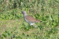 Vanellus melanopterus