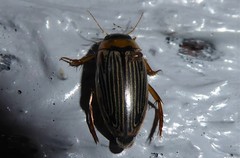 Lancetes lanceolatus
