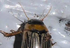 Lancetes lanceolatus