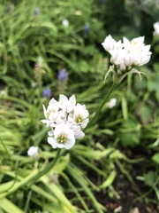 Allium trifoliatum