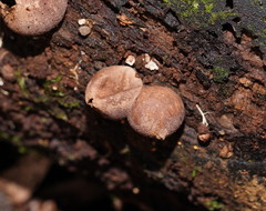Lycoperdon subincarnatum