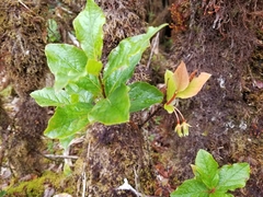 Vaccinium calycinum