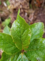 Vaccinium calycinum