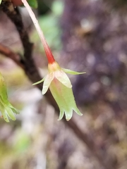 Vaccinium calycinum