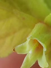 Vaccinium calycinum