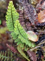 Adenophorus epigaeus