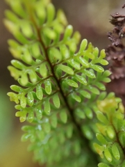 Adenophorus epigaeus