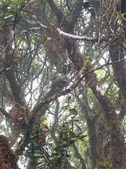 Chasiempis sclateri