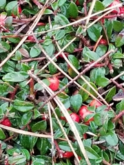 Vaccinium vitis-idaea