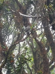 Chasiempis sclateri