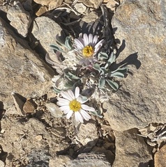 Townsendia scapigera